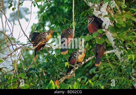 Hoatzins - Baum / Opisthocomus Hoazin Stockfoto