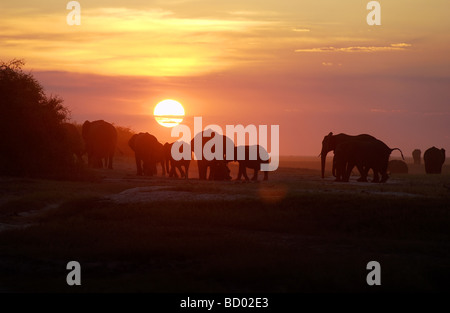 Afrikanische Elefanten - Sonnenuntergang / Loxodonta Africana Stockfoto