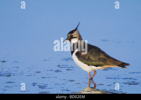 Nördlichen Kiebitz Vanellus Vanellus weibliche Nationalpark Lake Neusiedl Burgenland Österreich April 2007 Stockfoto