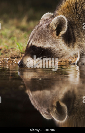 Nördlichen Waschbär Procyon Lotor Erwachsenen nachts trinken Uvalde County Hill Country, Texas USA April 2006 Stockfoto