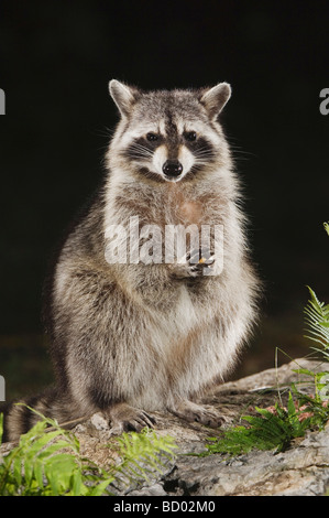 Nördlichen Waschbär Procyon Lotor Erwachsener an Frühling gefüttert Teich mit Farn Uvalde County Hill Country, Texas USA April 2006 Stockfoto