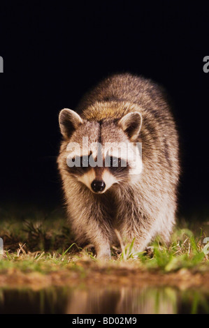 Nördlichen Waschbär Procyon Lotor Erwachsenen an Teichen edge Uvalde County Hill Country, Texas USA-April 2006 Stockfoto