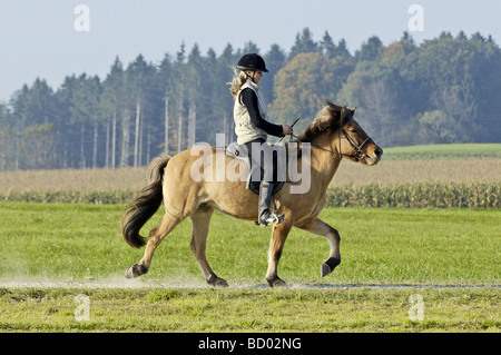 Junge Reiter auf der Rückseite des Islandpferdes Stockfoto