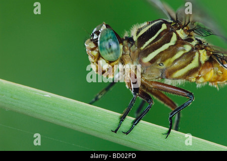 Schmale Streifen Forceptail Aphylla Protracta Erwachsene auf Rohrkolben Willacy County Rio Grande Valley, Texas USA Juni 2006 Stockfoto