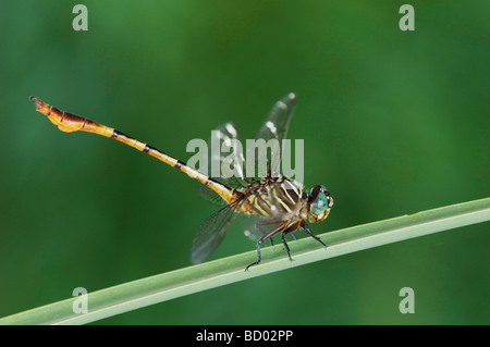 Schmale Streifen Forceptail Aphylla Protracta Erwachsene auf Rohrkolben Willacy County Rio Grande Valley, Texas USA Juni 2006 Stockfoto