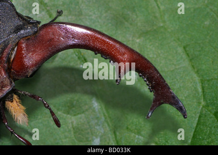 Europäischer Hirschkäfer (Lucanus cervus). Der vergrößerte Unterkiefer eines Mannes Stockfoto