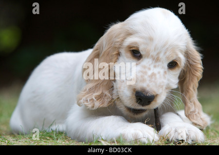 Orange Roan English Cocker Spaniel Welpen im Alter von zwölf Wochen draußen spielen. Stockfoto