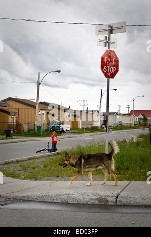 Ein Hund geht von einem englischen Cree zweisprachige Stop-Schild wie ein junges Kind blickt in die Waswanipi Cree-Reserve auf Stockfoto