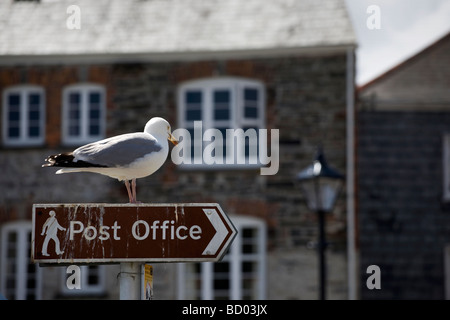 Möve auf Post-Office-Zeichen in Padstow, Cornwall Stockfoto