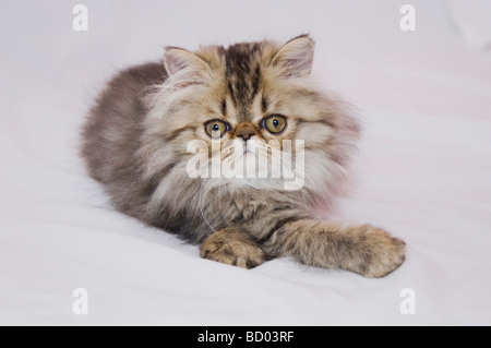 Persische Katze Felis Catus Brown Tabby Kitten Hill Country Texas USA Juli 2006 Stockfoto