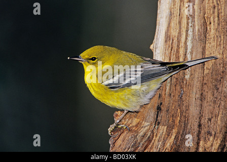 Pine Warbler Dendroica Pinus männlich auf Log mit Eis Burlington North Carolina USA Januar 2005 Stockfoto