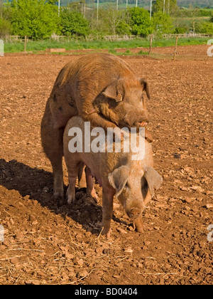 Schweine, die Paarung Eber Duroc x Edelschwein säen große weiße Landrasse Stockfoto