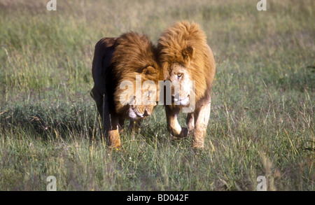 Zwei männliche Löwen mit feinen Mähnen reiben ihre Köpfe zusammen, um einander Masai Mara National Reserve Kenia in Ostafrika zu begrüßen Stockfoto