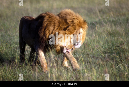 Zwei männliche Löwen mit feinen Mähnen reiben ihre Köpfe zusammen, um einander Masai Mara National Reserve Kenia in Ostafrika zu begrüßen Stockfoto