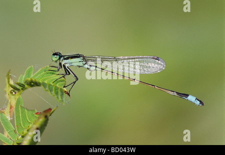 Rambur s Forktail Ischnura Ramburii männlichen Willacy County Rio Grande Valley Texas USA Mai 2004 Stockfoto