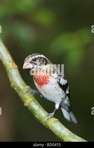 Rose breasted Kernbeißer Pheucticus sich unreife männliche thront Zentraltal Costa Rica Mittelamerika Stockfoto