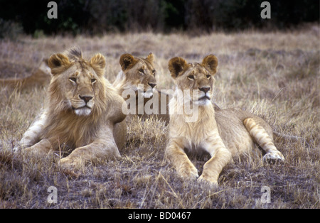 Drei junge männliche Löwen eine große Zyste Wachstum auf Termite Mound Masai Mara National Reserve Kenia in Ostafrika zu warnen Stockfoto