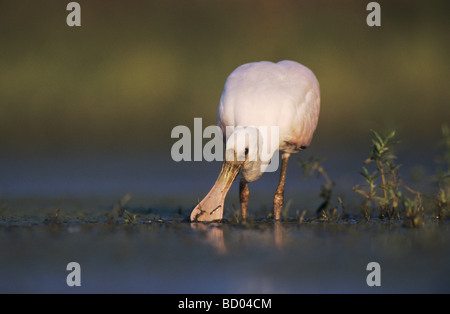 Rosige Löffler Ajaia Ajaja junge Lake Corpus Christi Texas USA Juni 2003 Stockfoto