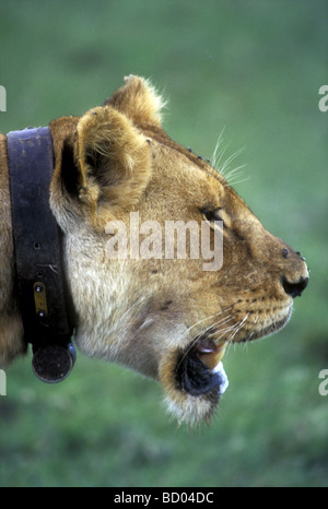 Porträt-Profil der Löwin tragen Radio Lederhalsband Serengeti Nationalpark Tansania Ostafrika hautnah Stockfoto