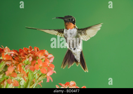 Rubin-throated Kolibri Archilochos Colubris Männchen im Flug Fütterung auf Kalanchoe Blume New Braunfels Texas USA Stockfoto
