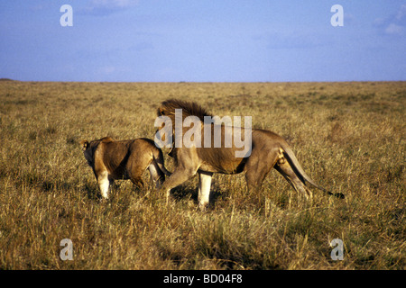 Männlicher Löwe nach weibliche Löwin zu montieren Sie ihr Serengeti Nationalpark Tansania Ostafrika Stockfoto