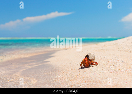 Erdbeer-Land Einsiedlerkrebs, Rangiroa, Tuamotu-Archipel, Französisch-Polynesien Stockfoto