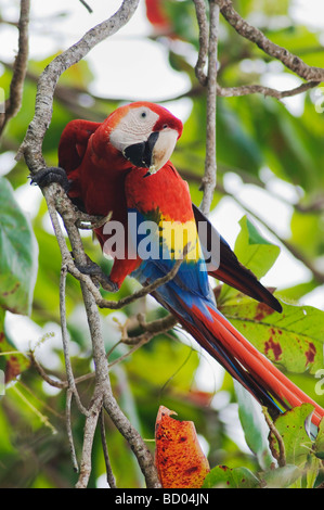 Scharlachrote Aras Ara Macao Erwachsener im Mandelbaum Tarcol Central Pacific Coast Costa Rica Mittelamerika Dezember 2006 Stockfoto