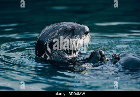 Sea Otter Enhydra Lutris Erwachsenen Essen Muscheln Seward Alaska USA März 2000 Stockfoto