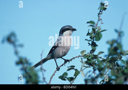 Grey Shrike Lanius Meridionalis Erwachsenen Camargue Südfrankreich Mai 1993 Stockfoto