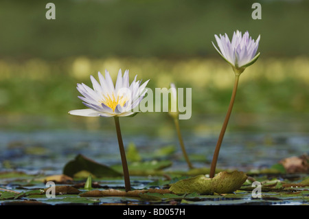 See mit tropischen Royalblue Seerose Nymphaea Elegans Sinton als Bend Texas USA März 2007 Stockfoto