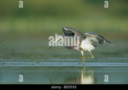 Dreifarbigen Reiher Egretta Tricolor Erwachsenen Fischen Schweißer Wildlife Refuge Sinton Texas USA Juni 2005 Stockfoto