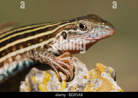 Texas entdeckt Whiptail Cnemidophorus Gularis Erwachsene Uvalde County Texas Hill Country USA April 2006 Stockfoto