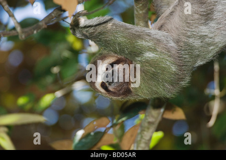 Braun throated drei toed Sloth Bradypus Variegatus männlichen Manuel Antonio National Park Central Pacific Coast Costa Rica