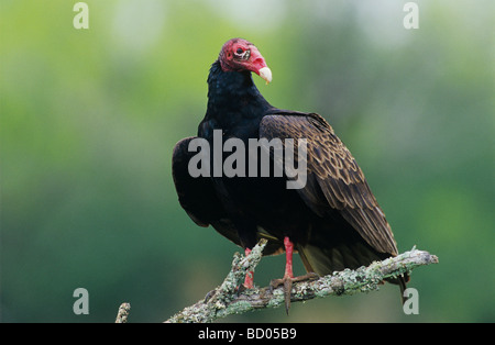 Türkei-Geier Cathartes Aura Erwachsenen Starr County Rio Grande Valley Texas USA Mai 2002 Stockfoto