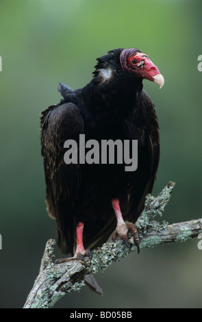 Türkei-Geier Cathartes Aura Erwachsenen Starr County Rio Grande Valley Texas USA Mai 2002 Stockfoto