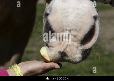 Kind mit einem Pferd einen Apfel Stockfoto