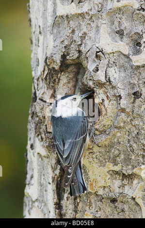 Weißen Brüsten Kleiber Sitta Carolinensis Erwachsenfrau bei Verschachtelung Hohlraum im Espenbaum Colorado Rocky Mountain Nationalpark Stockfoto