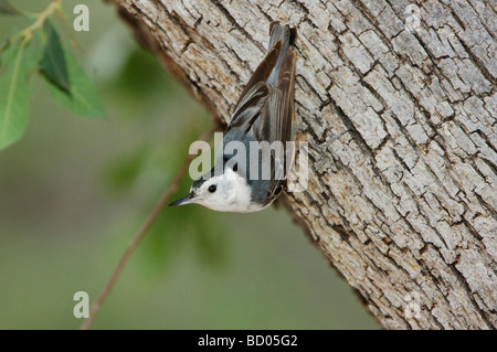 Weißen Brüsten Kleiber Sitta Carolinensis Erwachsenen Madera Canyon Arizona USA Mai 2005 Stockfoto