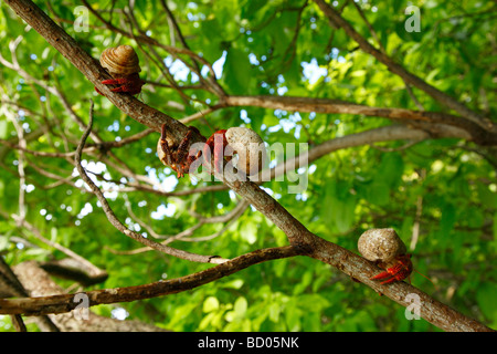 Erdbeer-Land-Einsiedlerkrebse, Fakarava, Tuamotu-Archipel, Französisch-Polynesien Stockfoto