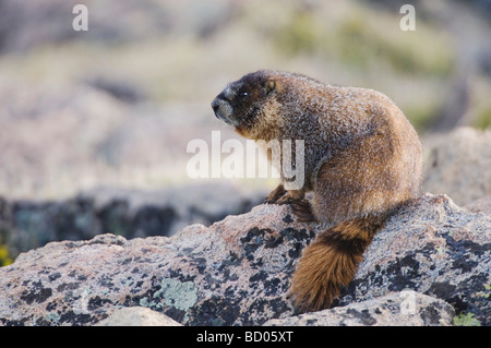 Yellow bellied Marmot Marmota Flaviventris Erwachsene auf Felsbrocken Rocky Mountain National Park Colorado USA Juni 2007 Stockfoto