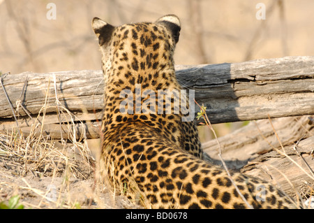 Stock Foto von einem Leoparden blickte über ein Protokoll, Linyanti, Botswana, 2007. Stockfoto