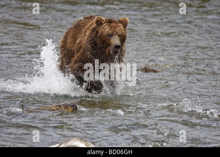Ein Brauner Bär (Grizzlybär) (Ursus Arctos) Gebühren nach einem Lachs durch den Brooks River der Katmai Nationalpark, Alaska. Stockfoto