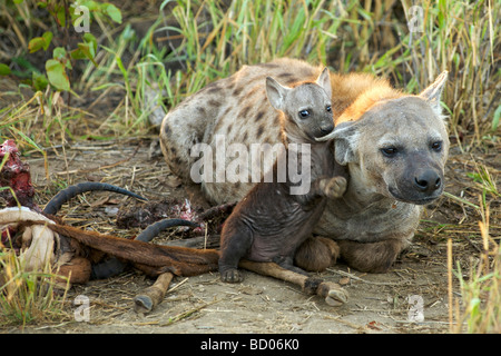 Eine gefleckte oder lachende Hyänen (Crocuta Crocuta) mit ihr junges an einen Kadaver in Südafrikas Krüger Nationalpark. Stockfoto