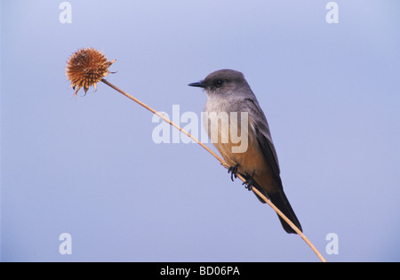 Sagen Sie s Phoebe Sayornis Saya Erwachsenen Bosque del Apache National Wildlife Refuge New mexico USA Dezember 2003 Stockfoto