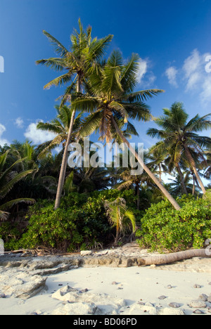 Drei Palmen bei Sonnenuntergang am Strand in Fidschi Stockfoto