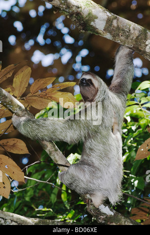 Braun throated drei toed Sloth Bradypus Variegatus männlichen Manuel Antonio National Park Central Pacific Coast Costa Rica Stockfoto