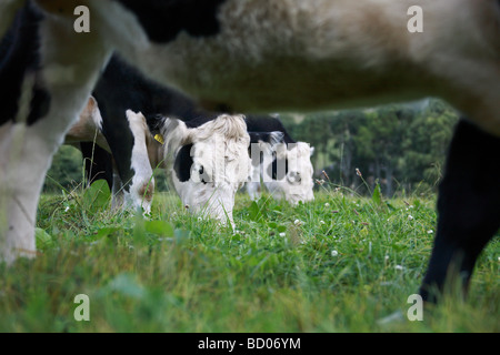 Vieh In einem grünen Rasen Feld Stockfoto