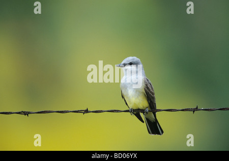 Western Kingbird Tyrannus Verticalis Erwachsenen Enchanted Rock State Natural Area Texas USA April 2001 Stockfoto