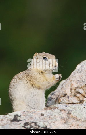 Wyoming Ziesel Spermophilus Elegans Erwachsene auf Rock Rocky Mountain National Park Colorado USA Juni 2007 Stockfoto