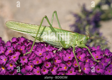 Große grüne Bush Cricket - Tettigonia viridissima Stockfoto